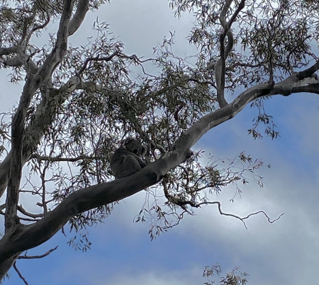 image of Koala in a gum tree