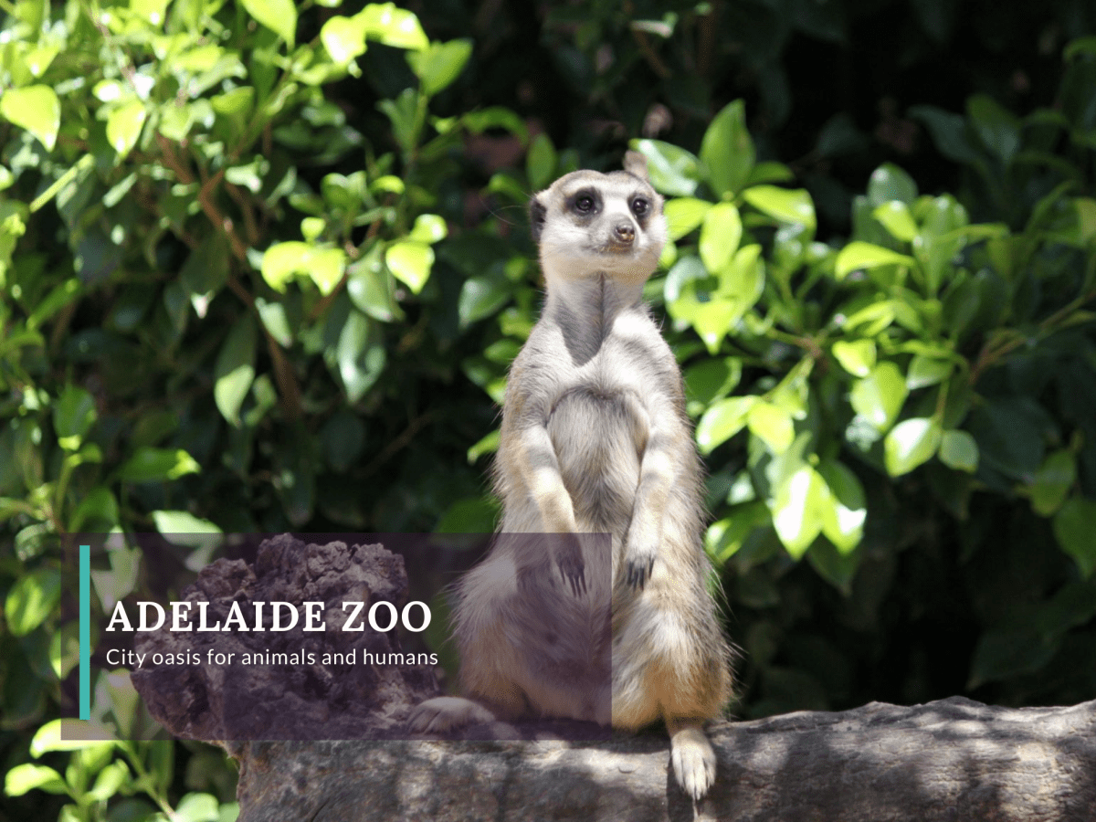 Adelaide Zoo, A City&nbsp;Oasis