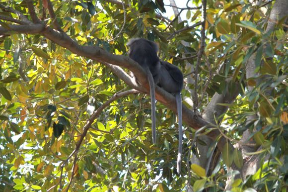 Dusky Leaf-monkeys with long tails sitting in fig tree at Adelaide Zoo.