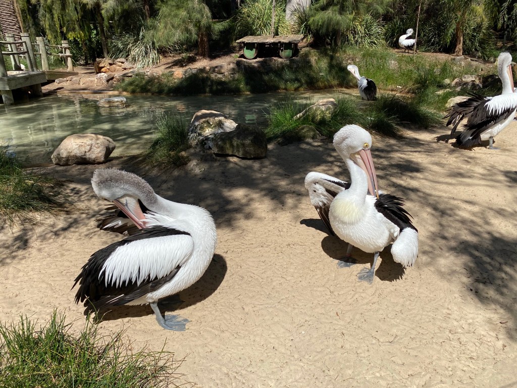 Pelicans at Adelaide Zoo
