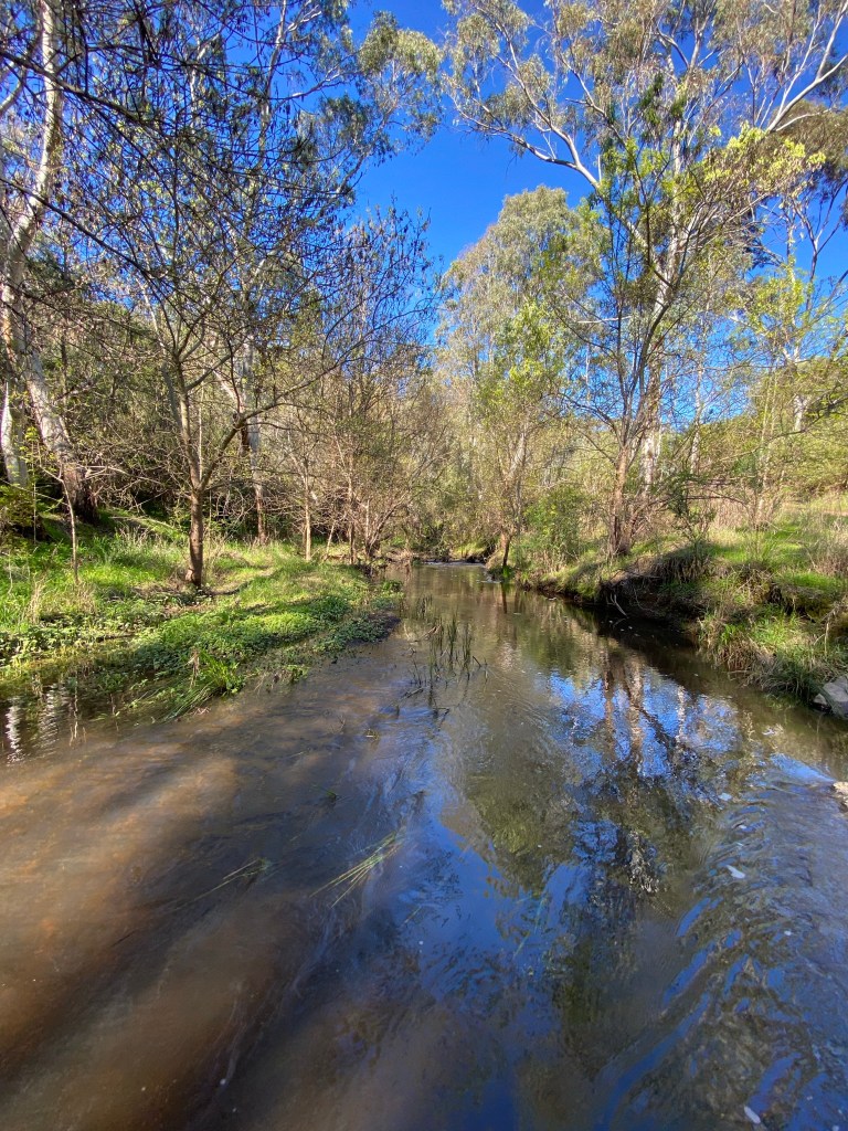 the Sturt River at high water levels