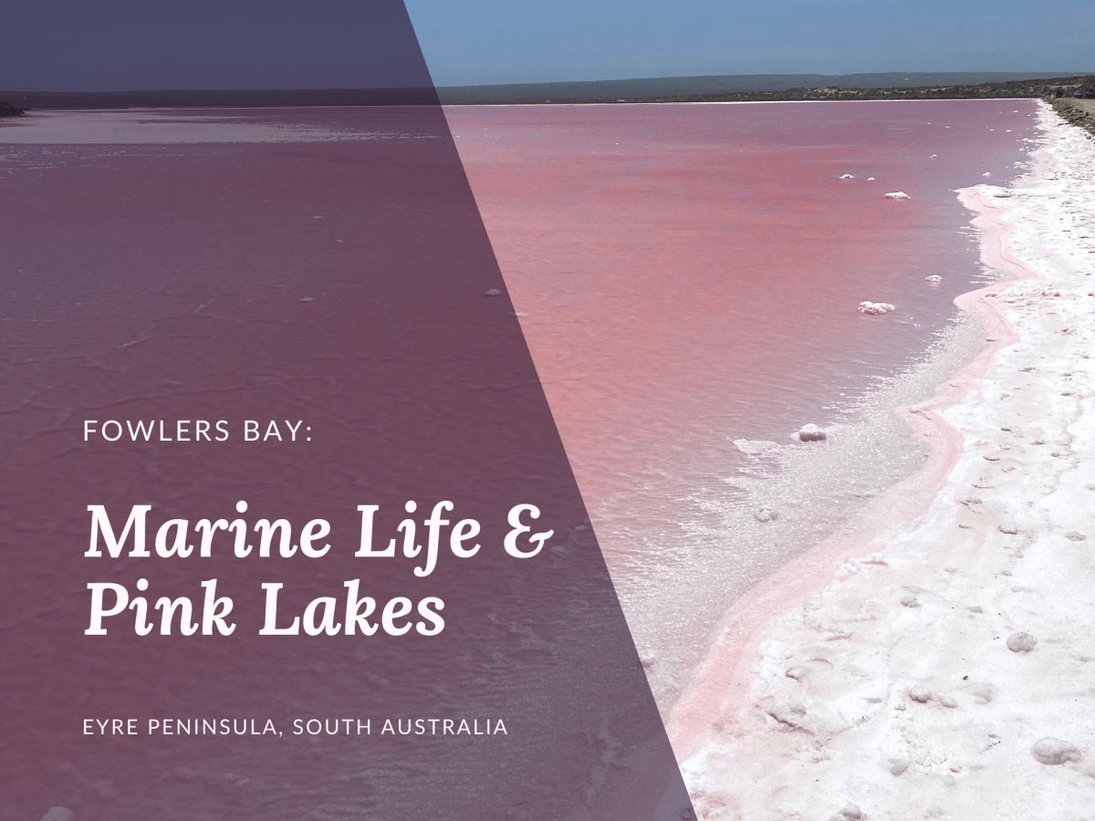 5 Things to Do at Fowlers Bay, South&nbsp;Australia